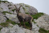 Dalle Baite di Mezzeno salita ai Laghi Gemelli, Colombo, Becco e Marcio...incontro con...fiori e stambecchi! - FOTOGALLERY